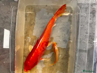 Koi Carp fish Pond Fish Koi Carp and Goldfish - Advert 3