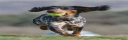 Cocker Spaniel dogs for sale: Fullyhealth tested red male working cocker spaniel in Kinross - Advert 23