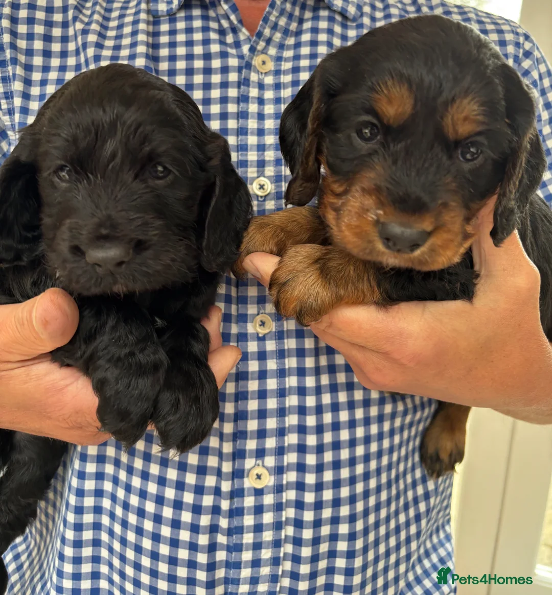 Cocker Spaniel dogs for sale: Working Cocker Spaniel Puppies - Advert 1