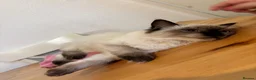 Ragdoll cats for sale: Female ragdoll kittens  - Advert 4