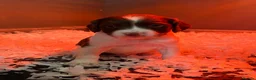 English Springer Spaniel dogs for sale: KC HEALTH TESTED SPRINGER SPANIEL PUPPIES  - Advert 3