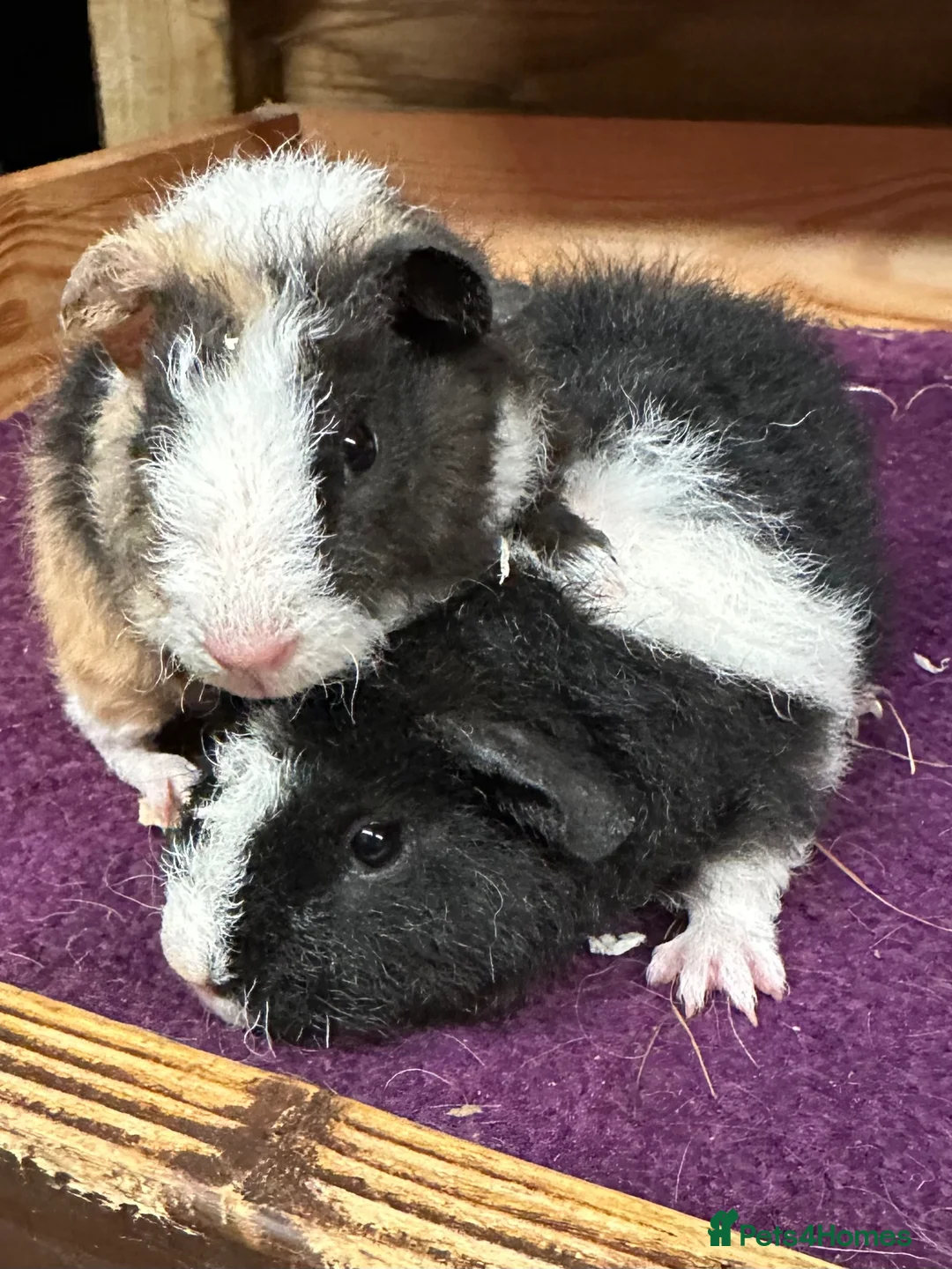 Guinea Pig rodents for sale: Pair of bonded teddy boys - Advert 3