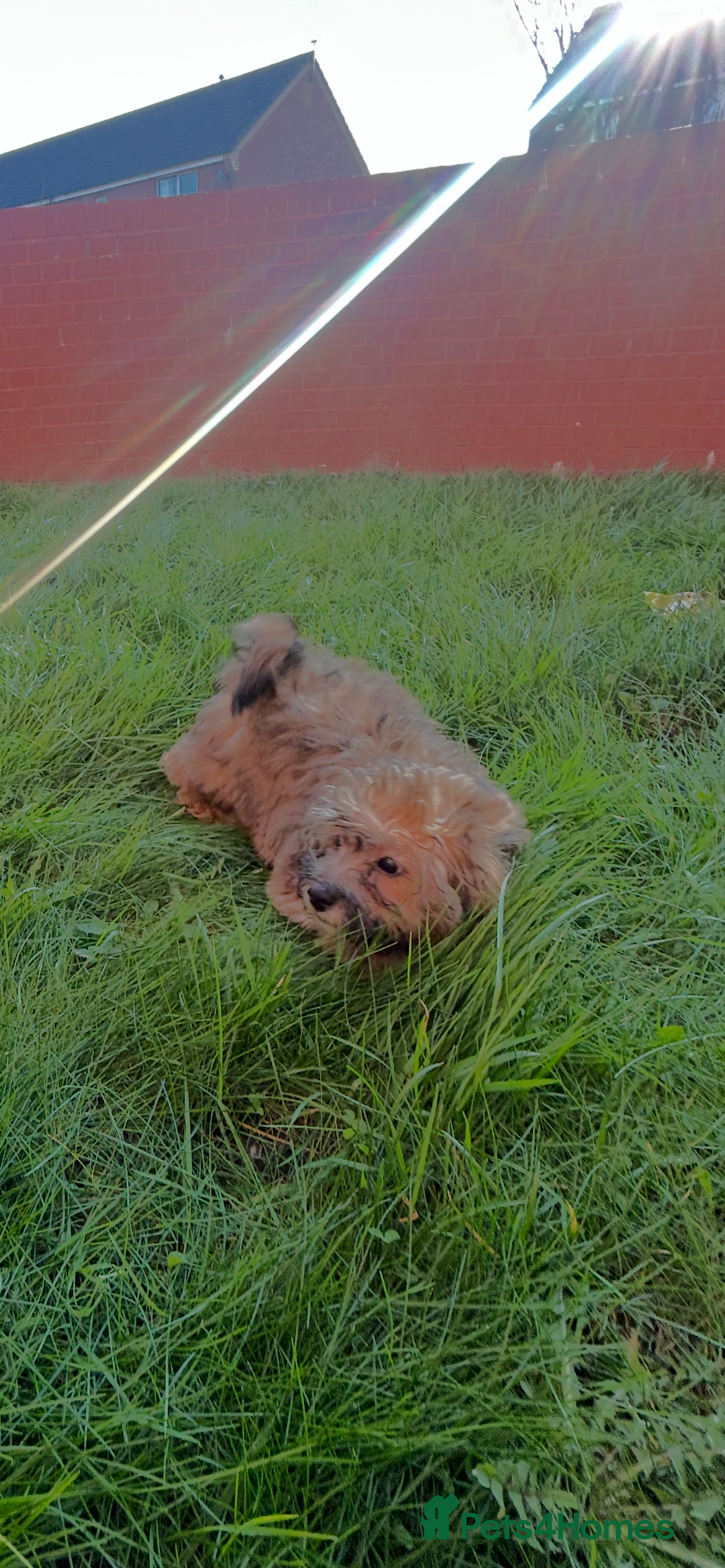 Cavapoo dogs  REDUCED - £1500 F1b Cavapoo ready 12/02/26  - Advert 15