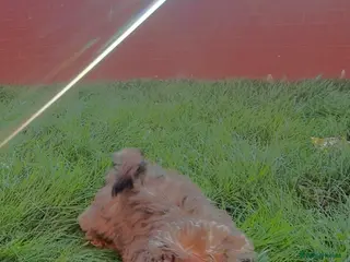 Cavapoo dogs REDUCED - £1500 F1b Cavapoo ready 12/02/26 - Advert 15