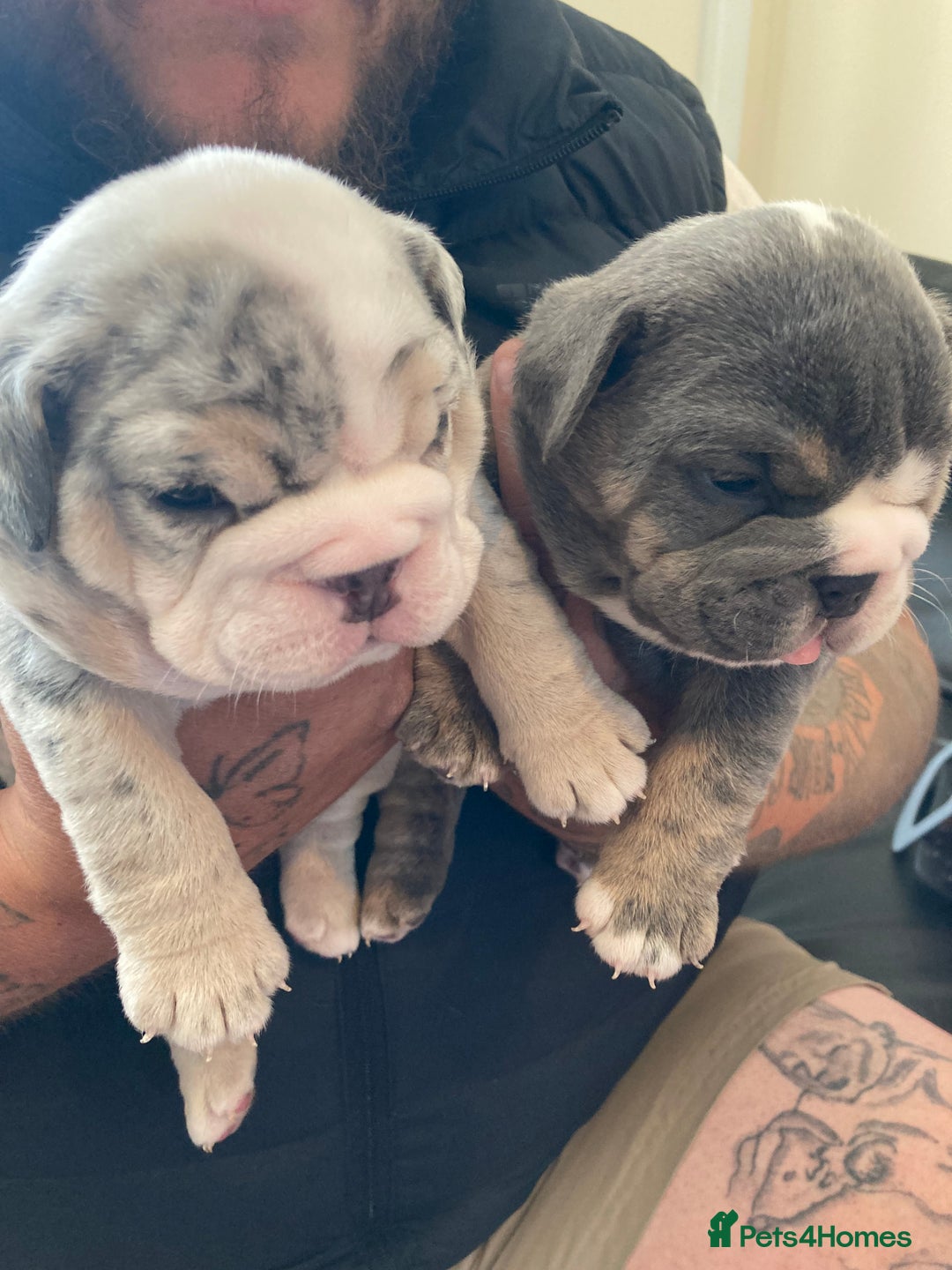 English Bulldog dogs for sale: New English bull dogs  - Image 17