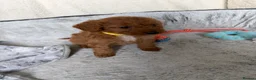 Cockapoo dogs for sale: 🐾BEAUTIFUL F1 COCKERPOOS REGISTERED BREEDER 🐾 - Advert 16