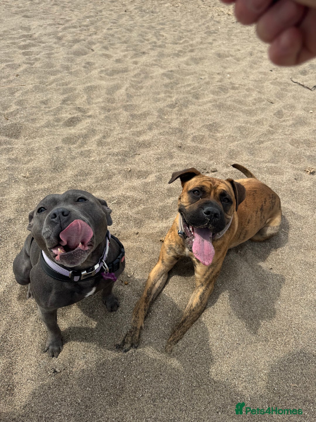 Presa Canario dogs for sale: Ecco  - Advert 14