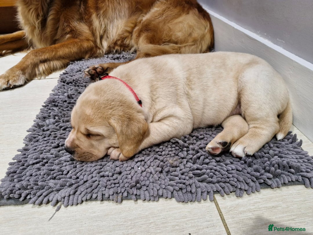 Labrador Retriever dogs for sale: Only 2 females left - Advert 8