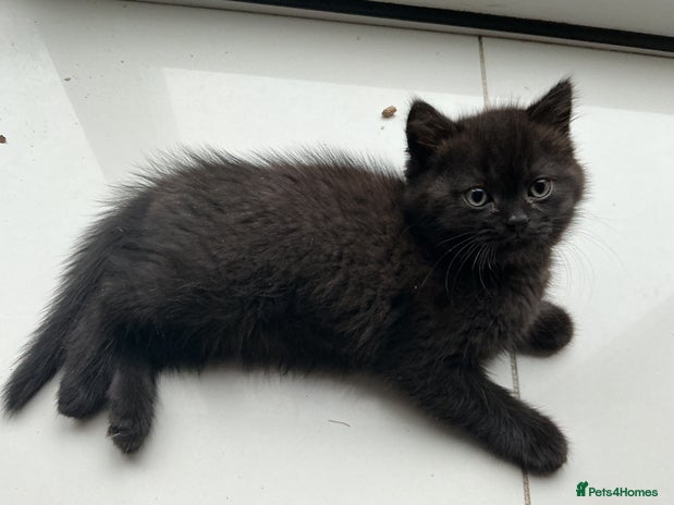 British Shorthair cats - Advert 3