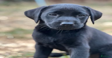 Labrador Retriever dogs in Tidworth - Advert 1