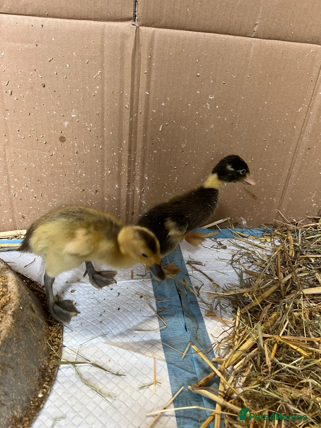 Ducks poultry for sale: Unsexed Runner ducks in Crewkerne - Advert 2