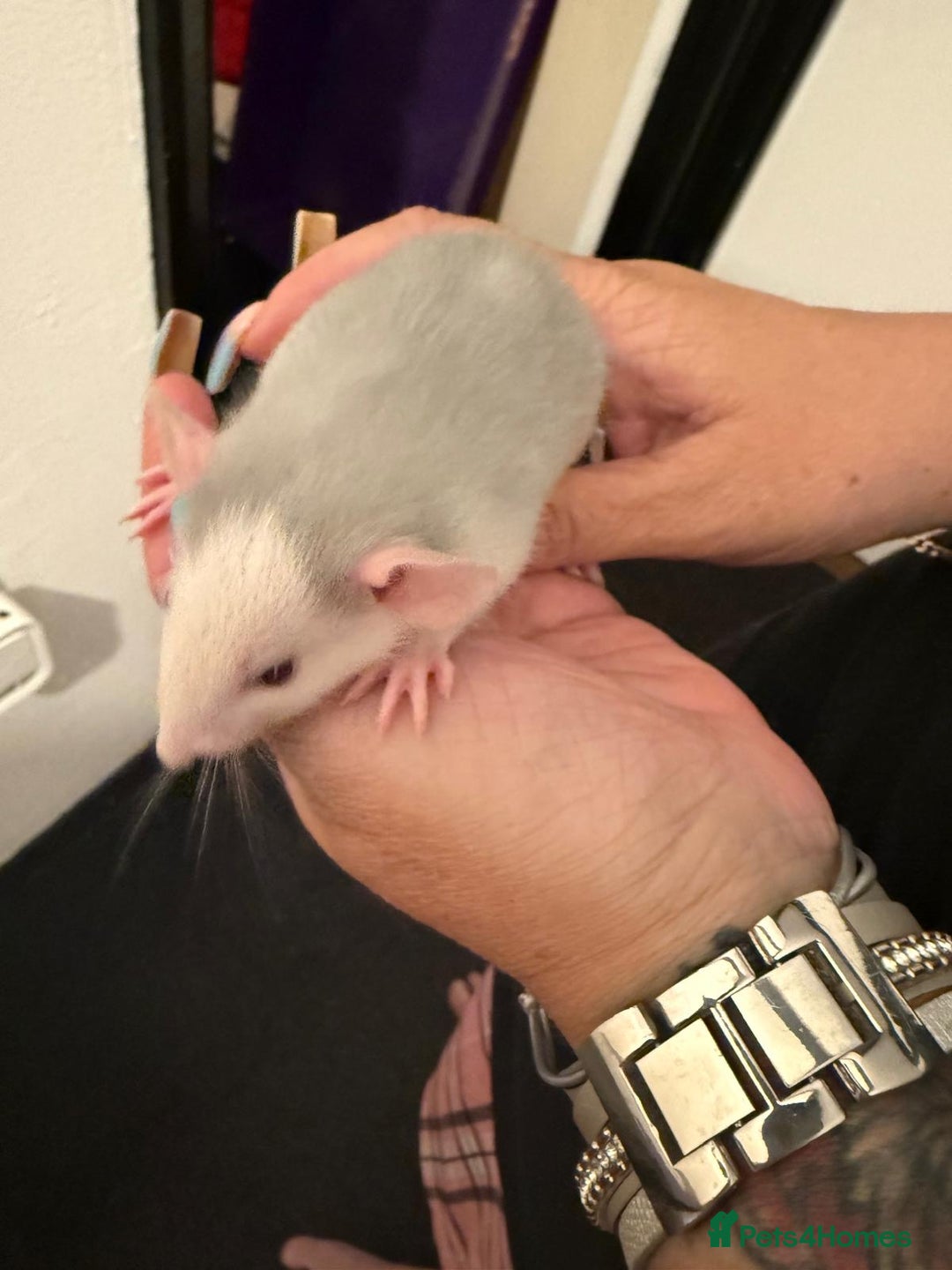 Rat rodents for sale: Beautiful Dumbo baby rats  - Image 10