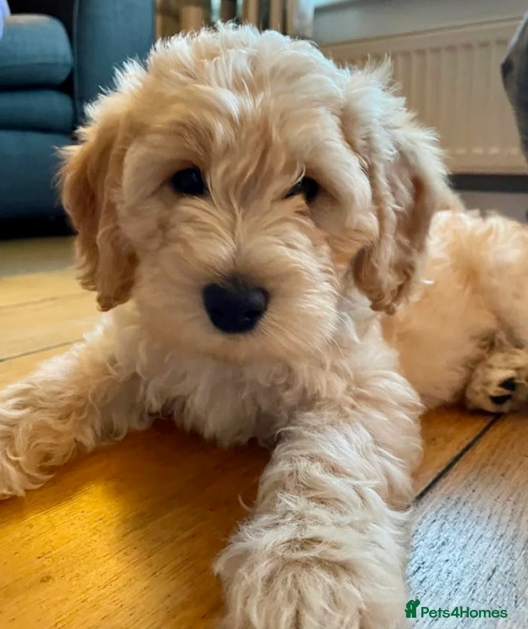 Cockapoo dogs for stud: Ralf.  in Dunfermline - Advert 7