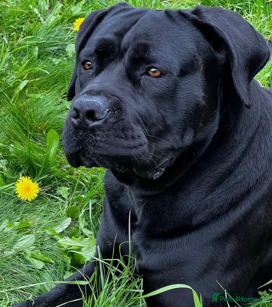 Cane Corso dogs for stud: Pure Jet-Black 70kg Cane Corso (Rare) in London - Advert 2