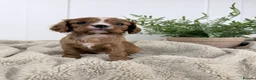 Cavalier King Charles Spaniel dogs for sale: KC registered Cavalier King Charles Spaniel.  - Advert 32