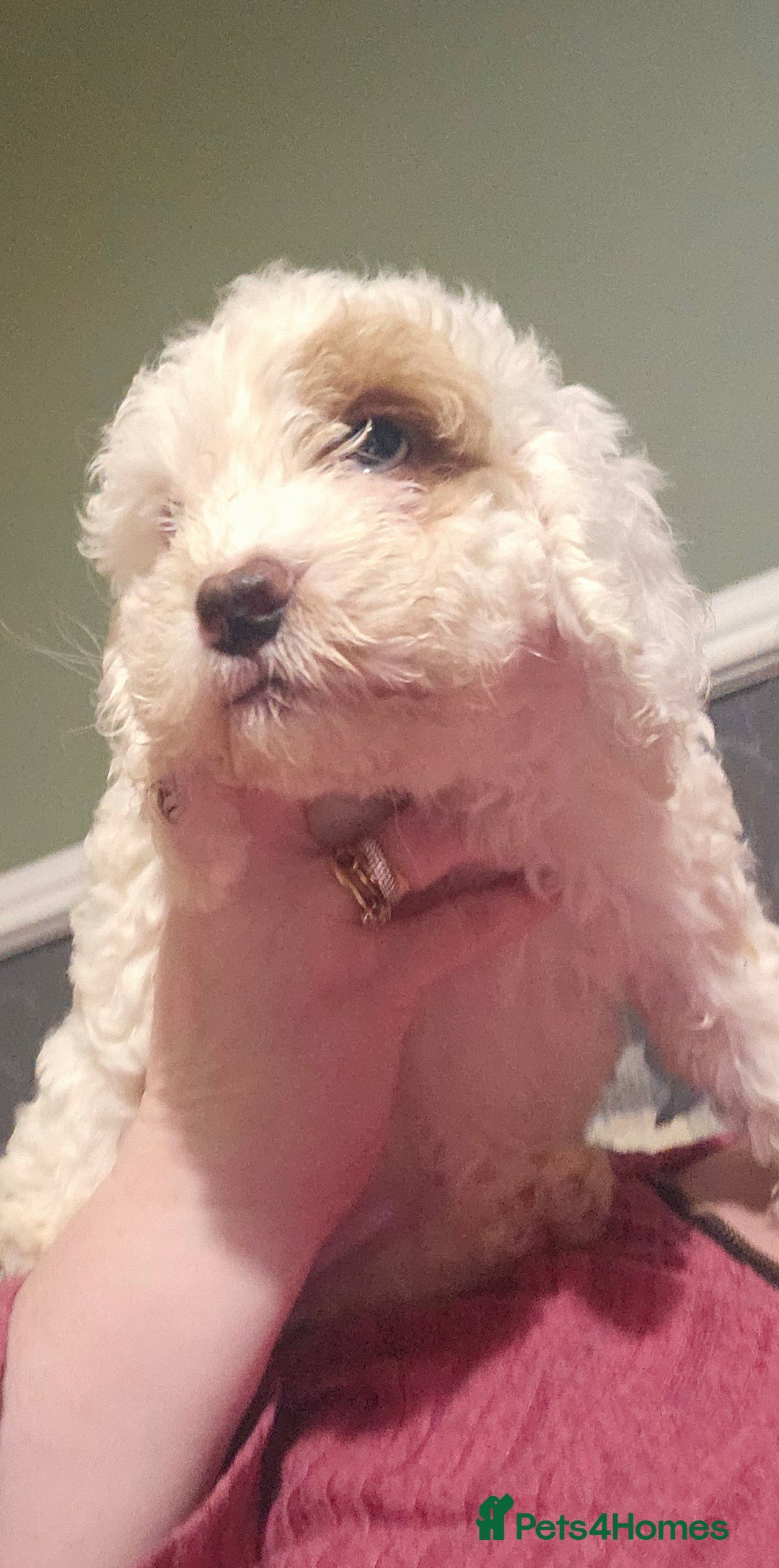 Cockapoo dogs for sale: Ready now! White female cockapoo puppy! - Advert 6