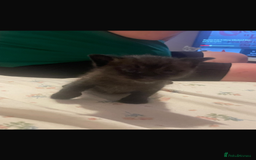 Domestic Shorthair cats for sale: Kittens  - Image 5