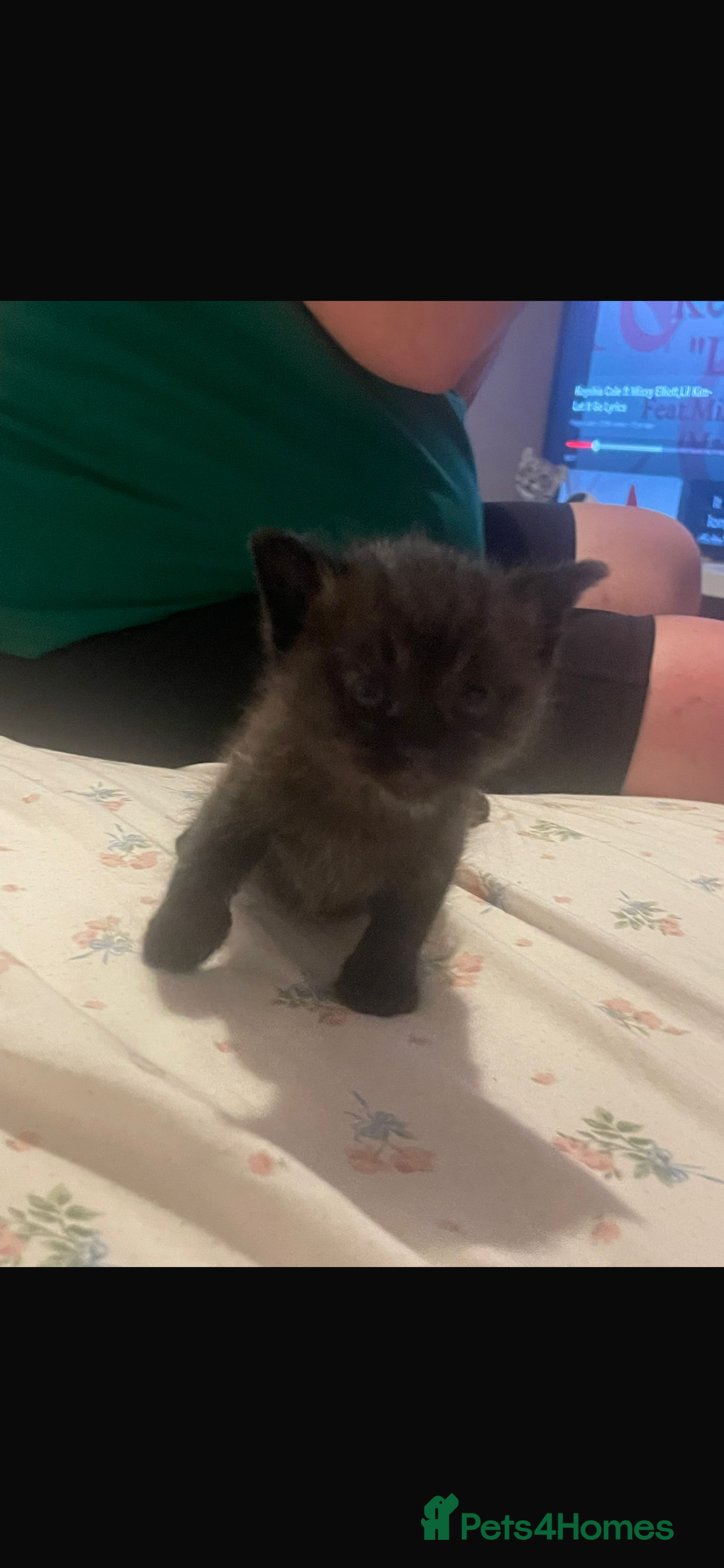 Domestic Shorthair cats for sale: Kittens  - Image 5