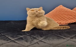 British Shorthair cats for stud: Amasing British Shorthair Lilac for stud - Image 15