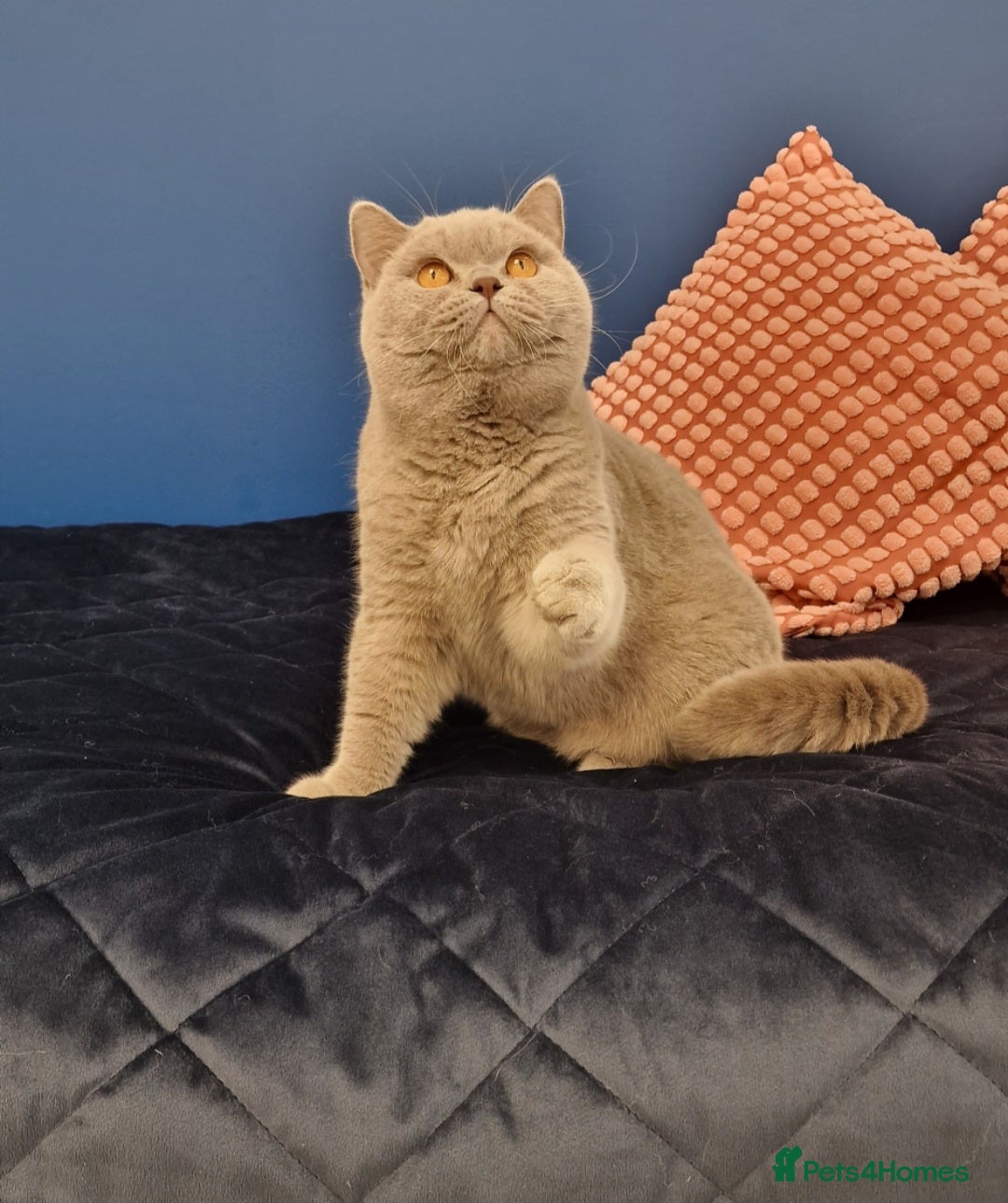 British Shorthair cats for stud: Amasing British Shorthair Lilac for stud - Image 15