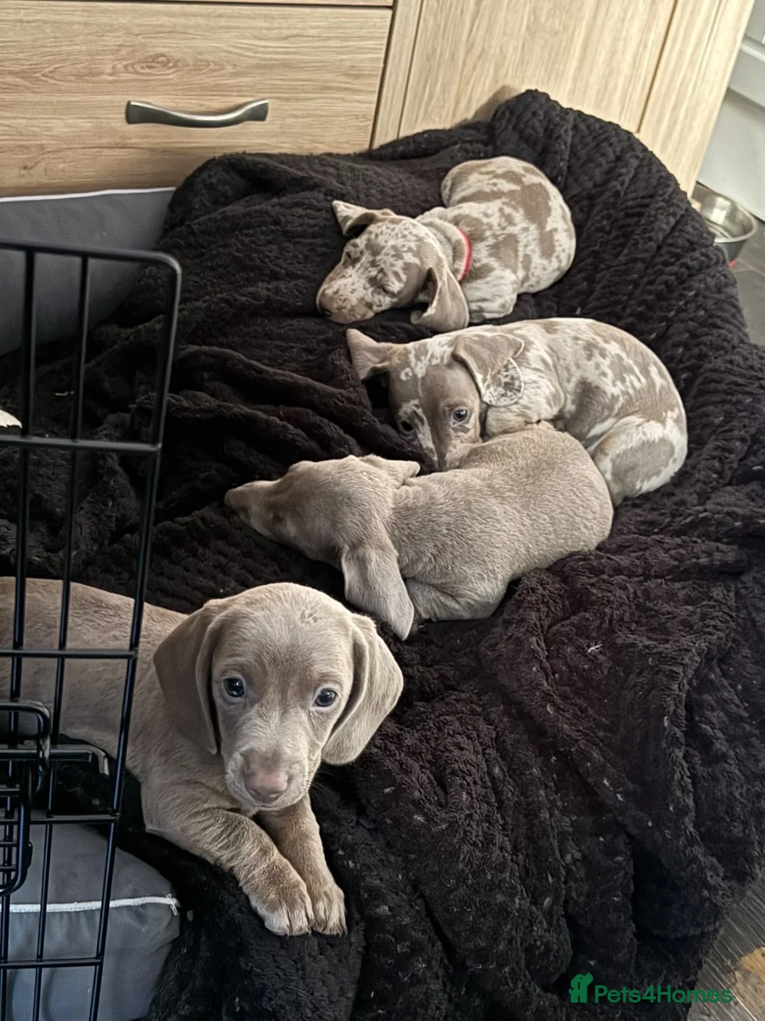 Dachshund dogs for sale: Dachshunds puppies - Advert 2