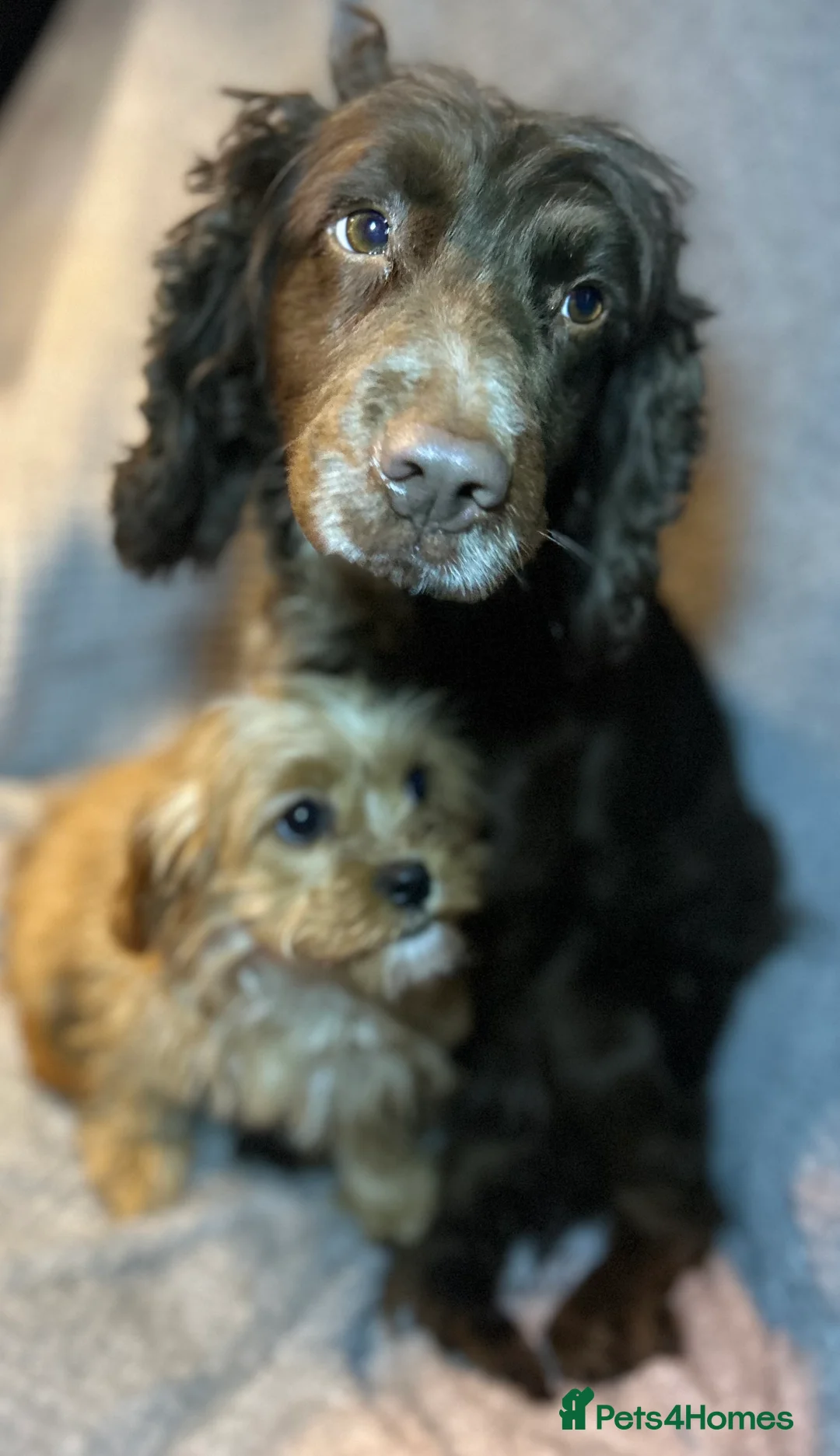 Cockapoo dogs for sale: 2 lovely Cockapoo puppies   - Advert 2