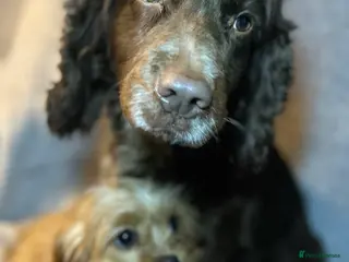 Cockapoo dogs 2 lovely Cockapoo puppies - Advert 4