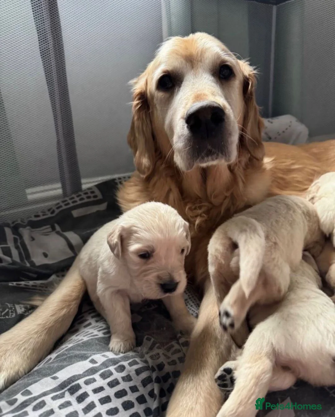 Golden Retriever dogs for sale: ✨CHUNKY✨ Golden retriever puppies~Top Quality  in London - Advert 4