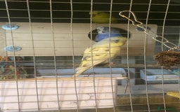 Budgerigars birds for sale: 11 budgies and 1 cocktails  - Image 1