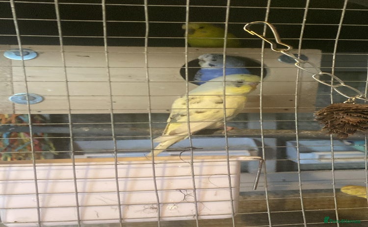 Budgerigars birds - Advert 3