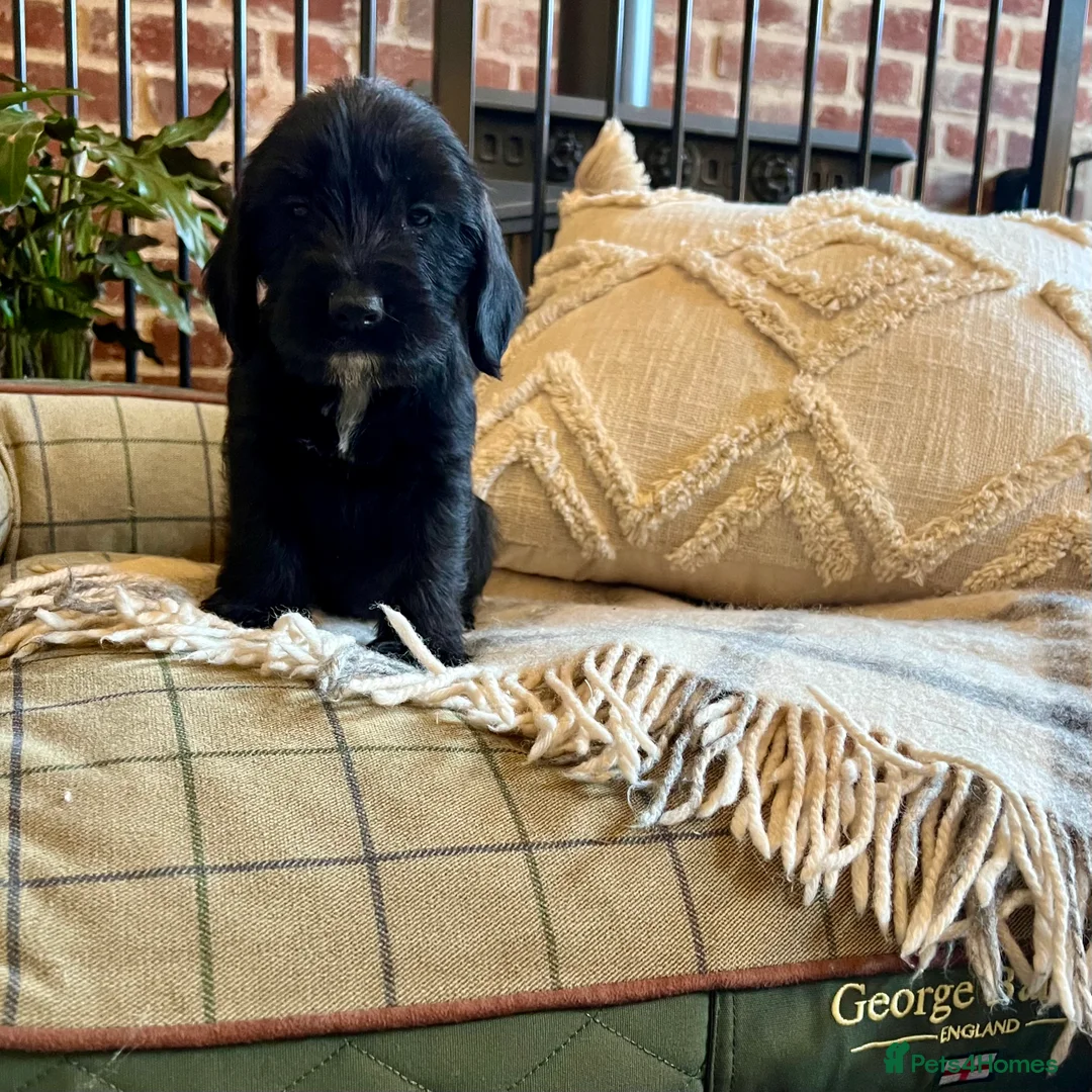 Mixed Breed dogs for sale: Brilliant Bold Working Cocker x Teckel Puppies! - Advert 5