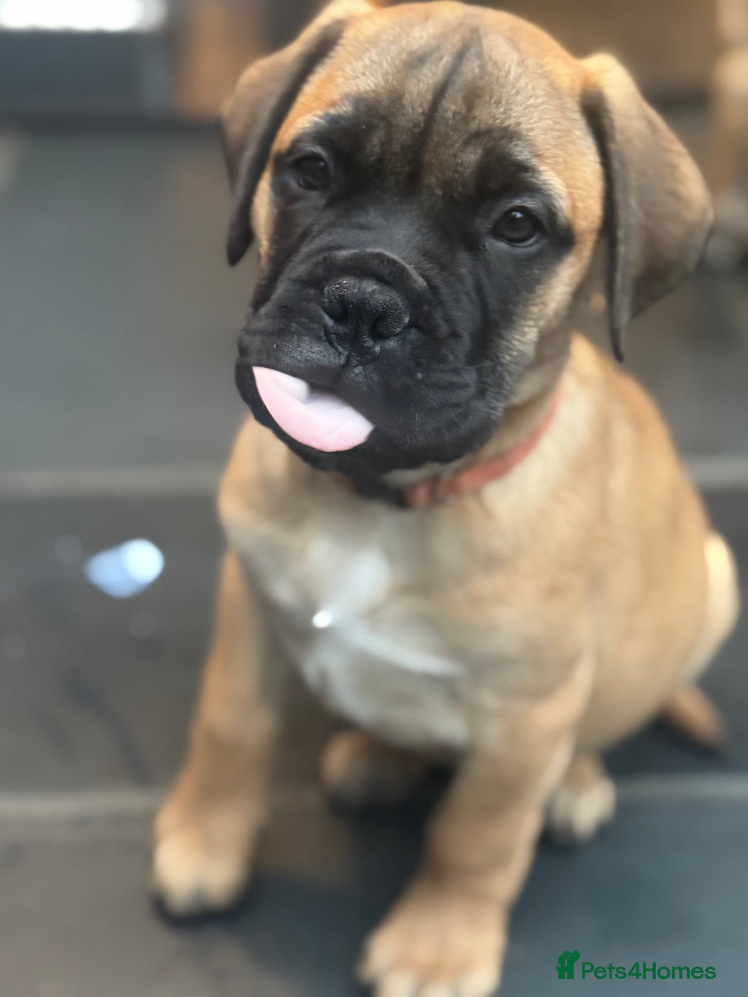 Bullmastiff dogs for sale: Beautiful Pedigree Puppies - Advert 6