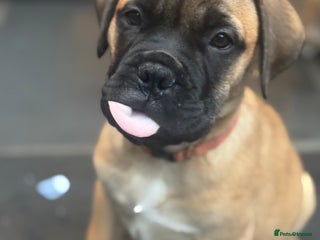 Bullmastiff dogs Beautiful Pedigree Puppies - Advert 2