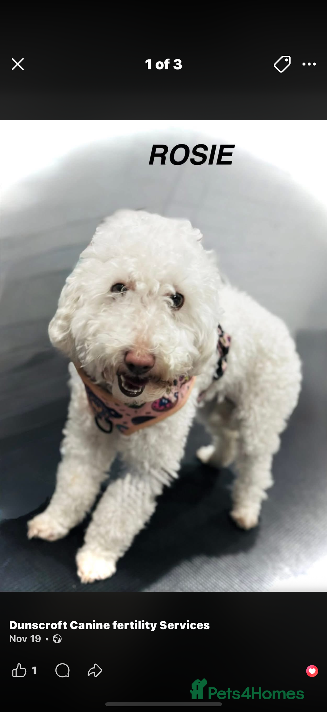 Maltipoo dogs for sale: Maltipoos puppies  - Advert 8