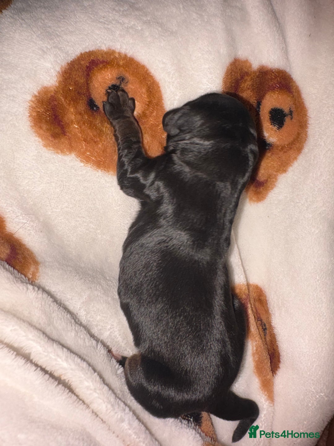 Mixed Breed dogs for sale: ❣️ beautiful Puppie’s ❣️ - Image 8