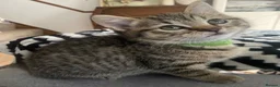 British Shorthair cats for sale: British shorthair mix (5 kittens ready to go) - Advert 16
