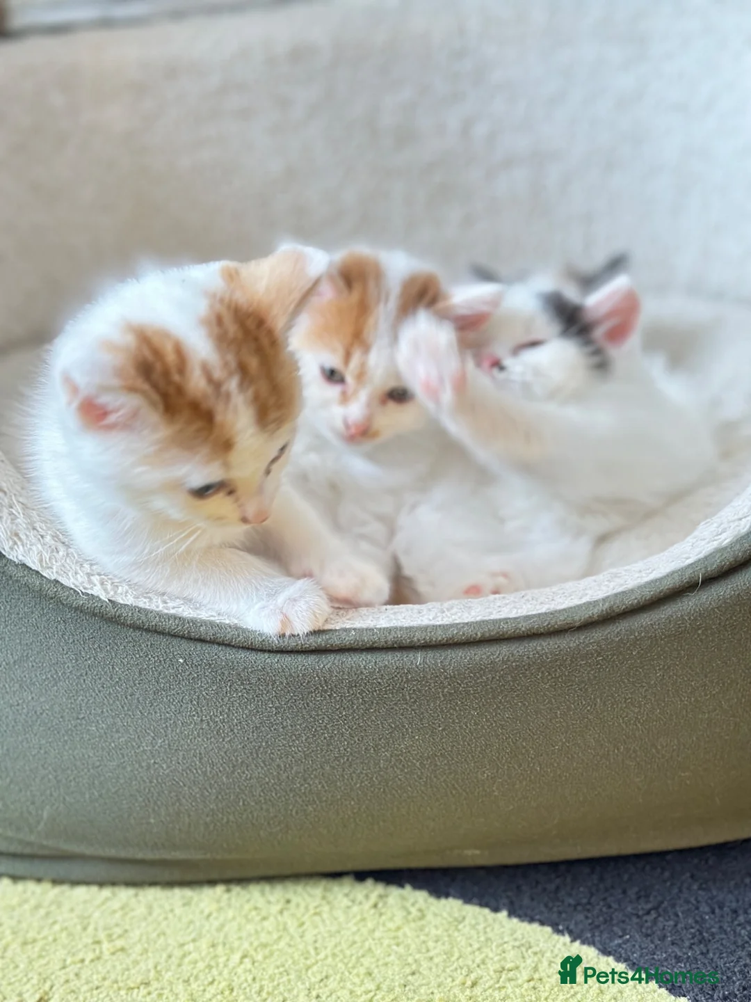 Mixed Breed cats for sale: 4 lovely kittens 2 boys 2 girls  in Harrow - Advert 9