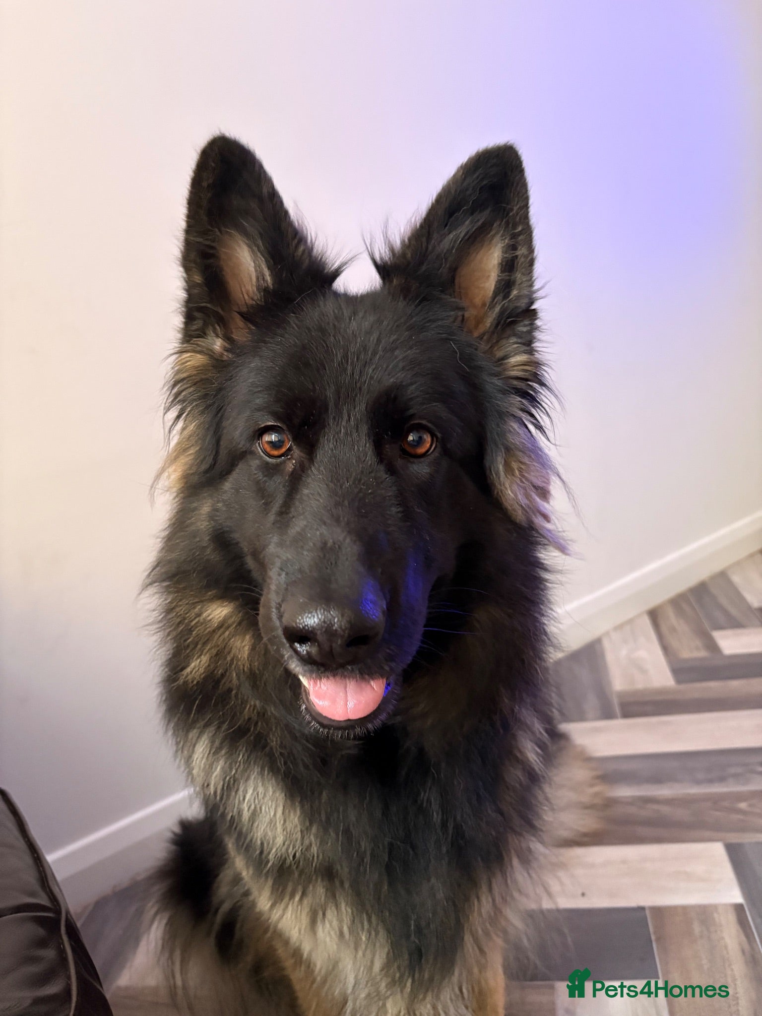 German Shepherd dogs Female German Shepard  - Advert 2