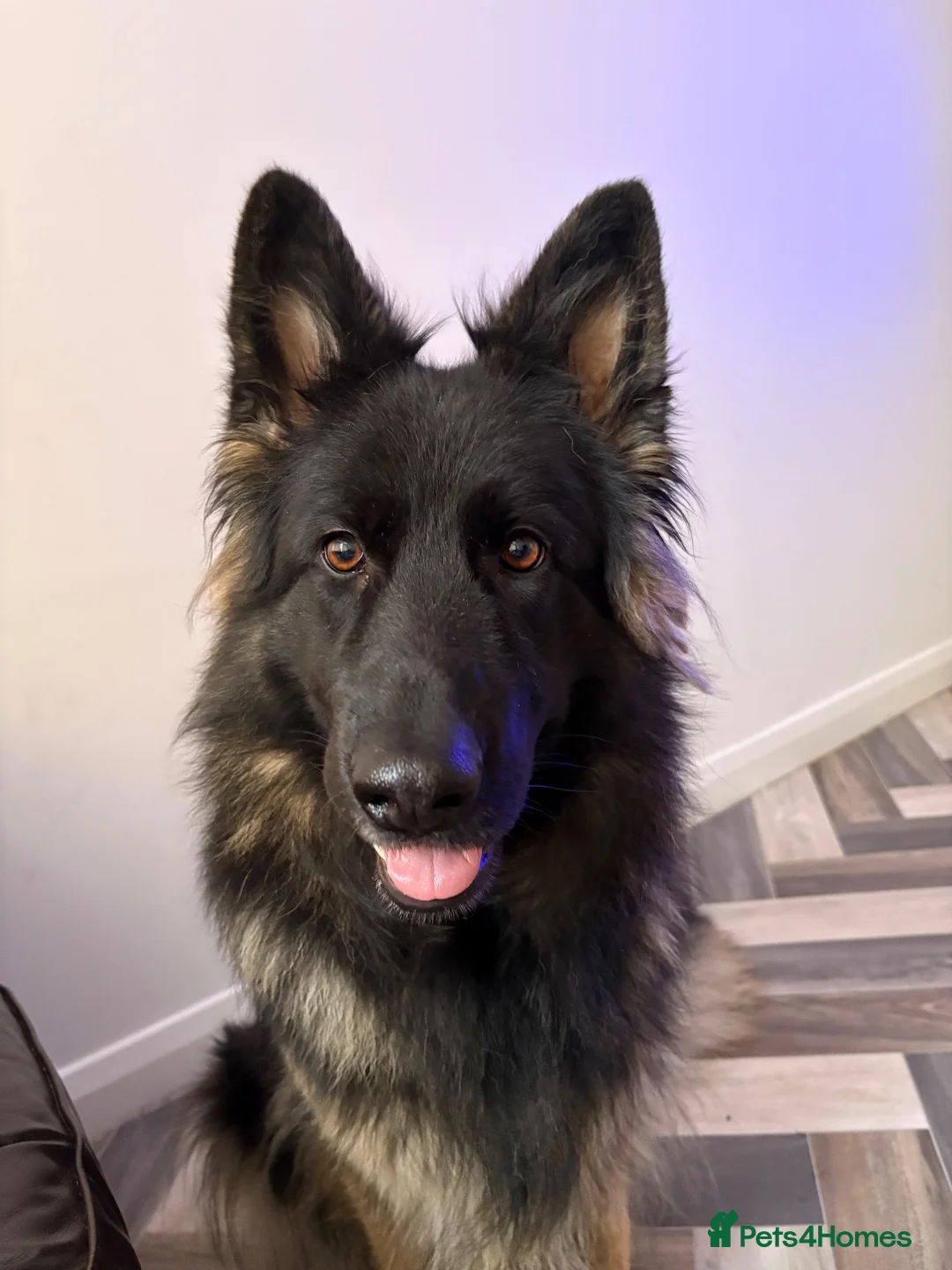 German Shepherd dogs for sale: Female German Shepard  in Preston - Advert 1