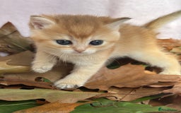 British Shorthair cats for sale: British Shorthair Golden kitten GCCF - Image 20