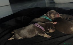 French Bulldog dogs for sale: KC Fluffy Carriers Isabella French Bulldogs puppy - Image 9