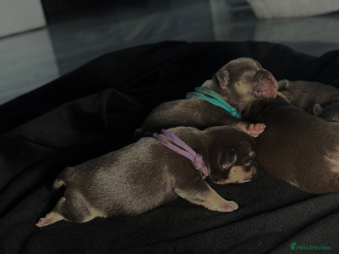 French Bulldog dogs for sale: KC Fluffy Carriers Isabella French Bulldogs puppy - Image 9