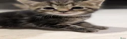 American Shorthair cats for sale: Beautiful American Shorthair Cross Kittens  - Advert 2
