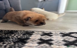 Chow Chow dogs for sale: chow chow puppies  - Image 13
