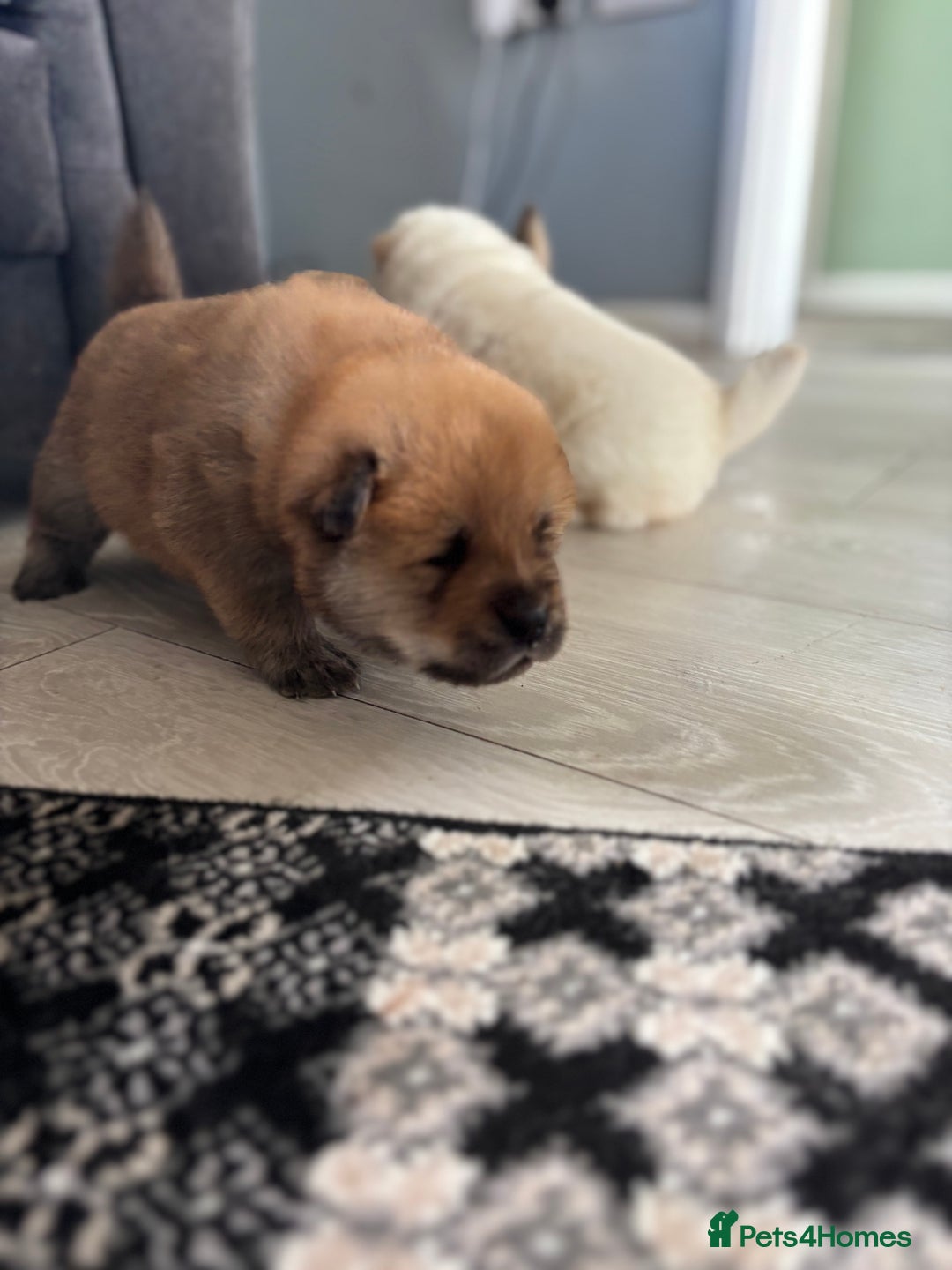Chow Chow dogs for sale: chow chow puppies  - Image 13