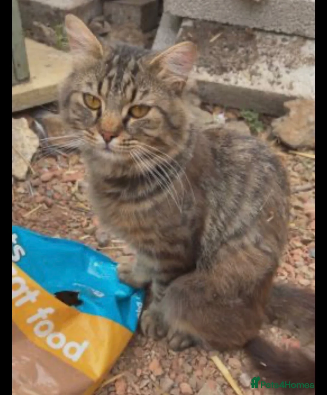 Mixed Breed cats for sale: Beautiful tabby kittens in Stanmore - Advert 3