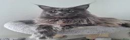 Maine Coon cats for sale: King size Purebred Maine Coon kittens  in Glasgow - Advert 25