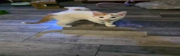 Domestic Shorthair cats for sale: Kitten looking for new lovely home  - Advert 11
