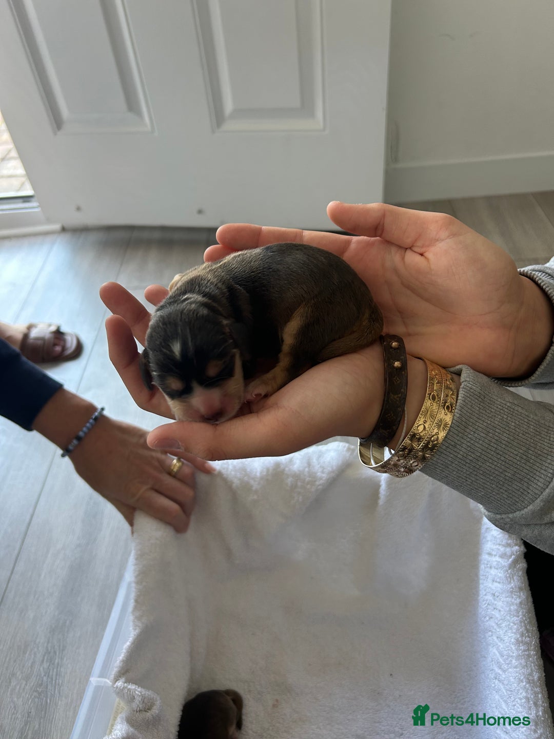Cocker Spaniel dogs for sale: ✨show type cocker spaniel✨ - Image 6