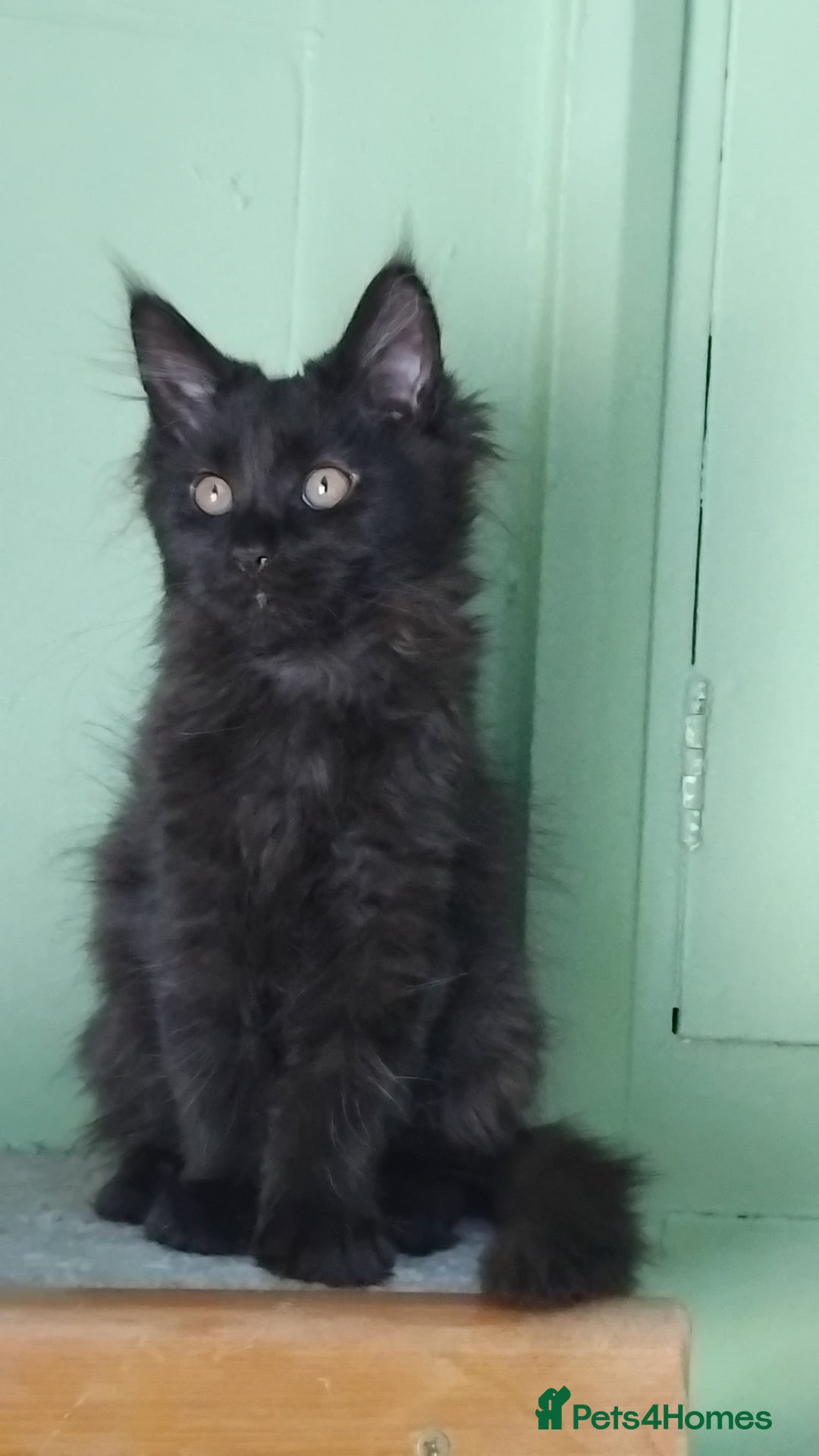 Maine Coon cats for sale: Pure Maine Coon Kittens Looking For A New Home  - Image 15
